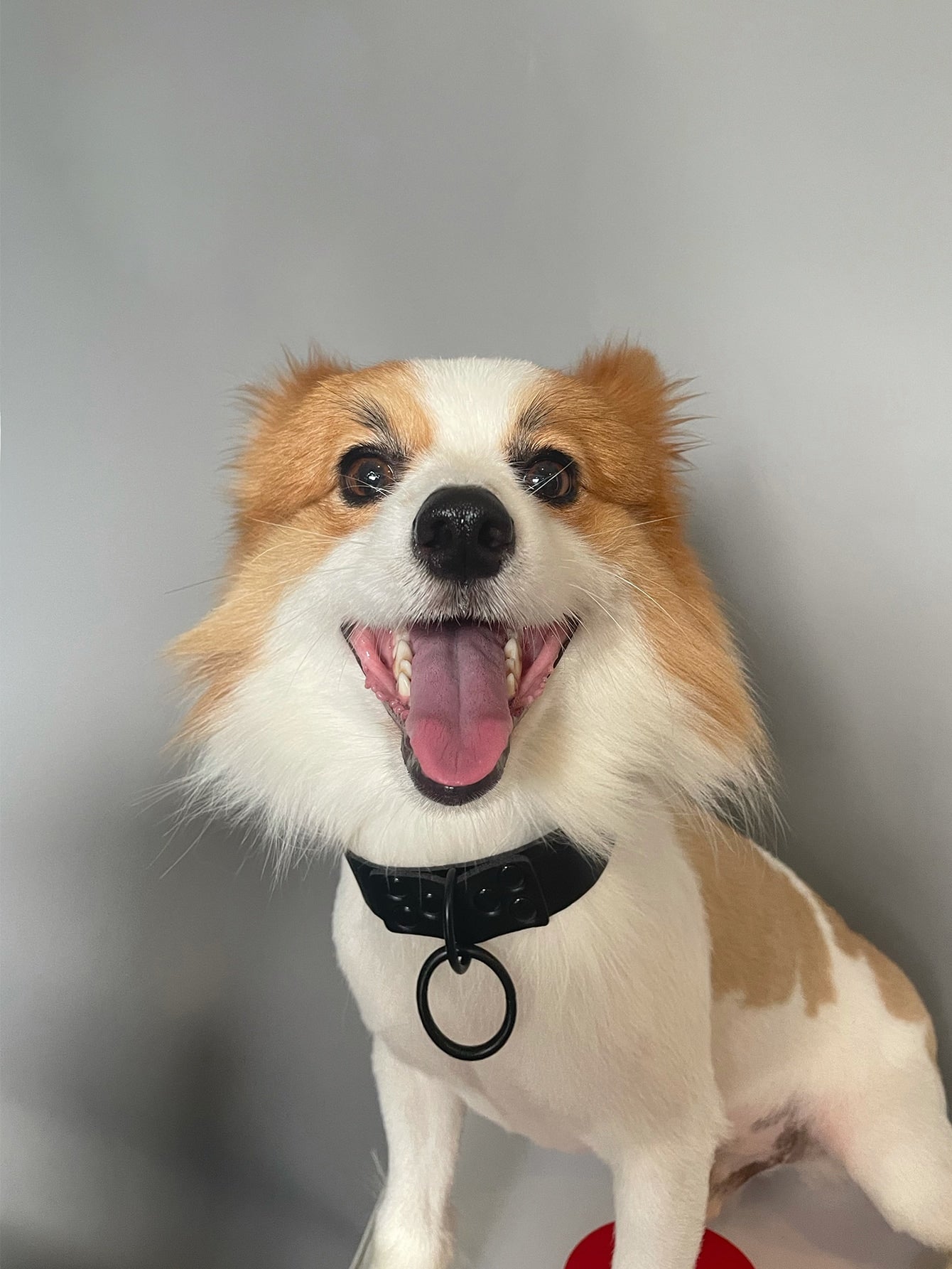 1 set Adjustable personalized exaggerated Pet Collar &amp; Leash set for outdoor